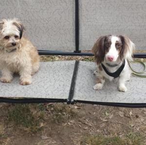 Meet your Posher, Toni